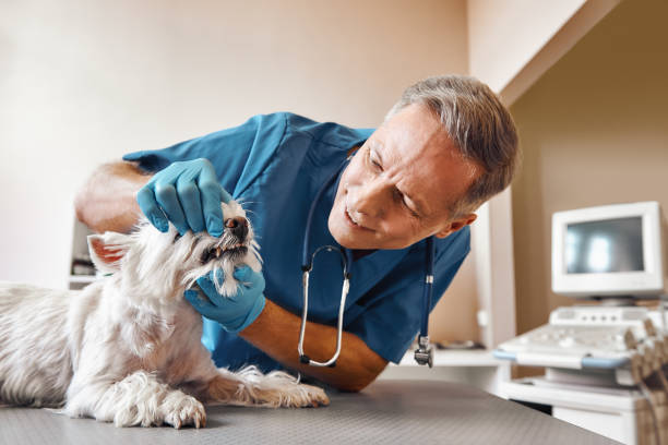 Best After-Hours Emergency Dentist in El Jon, CA